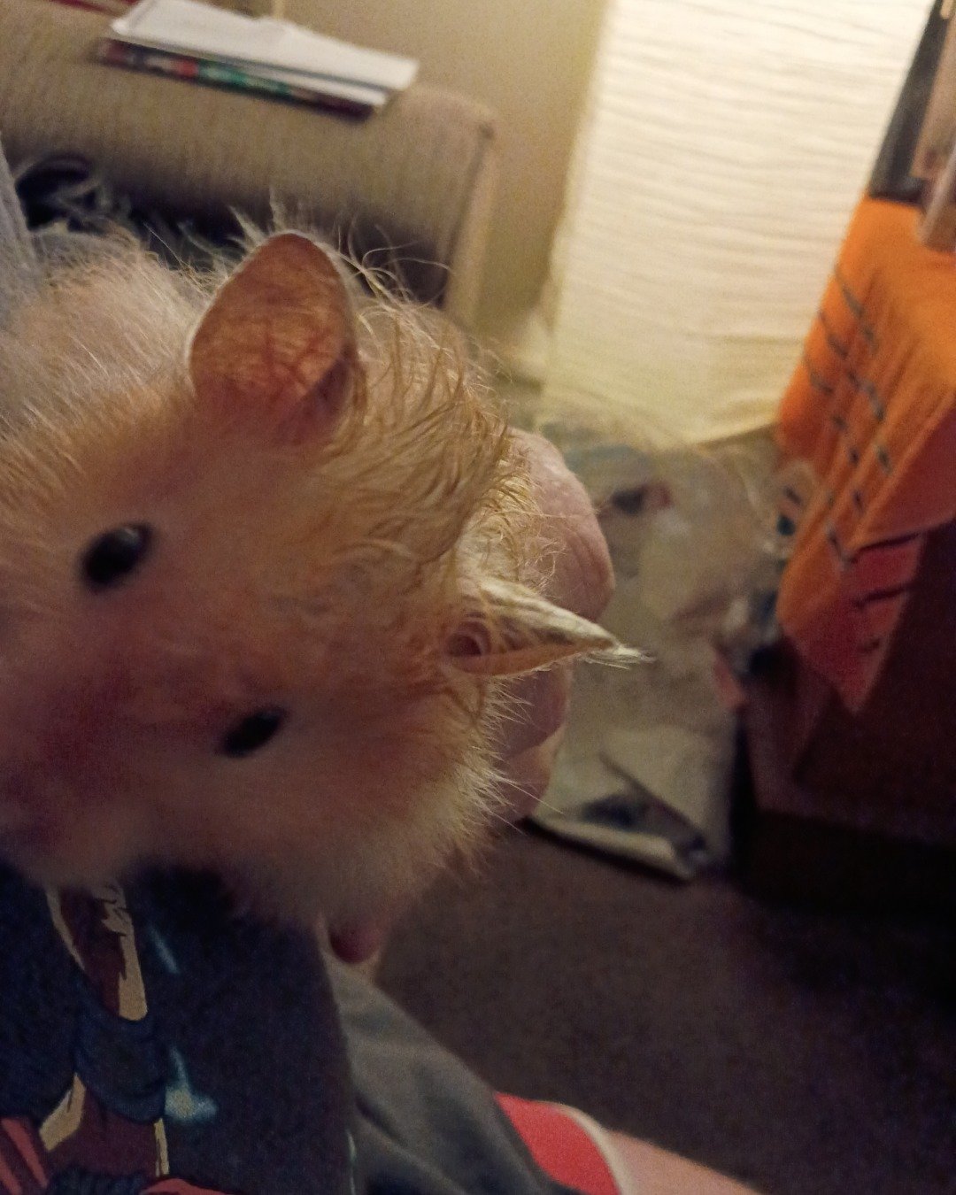 Alex the golden hamster. Rodent, Hamster