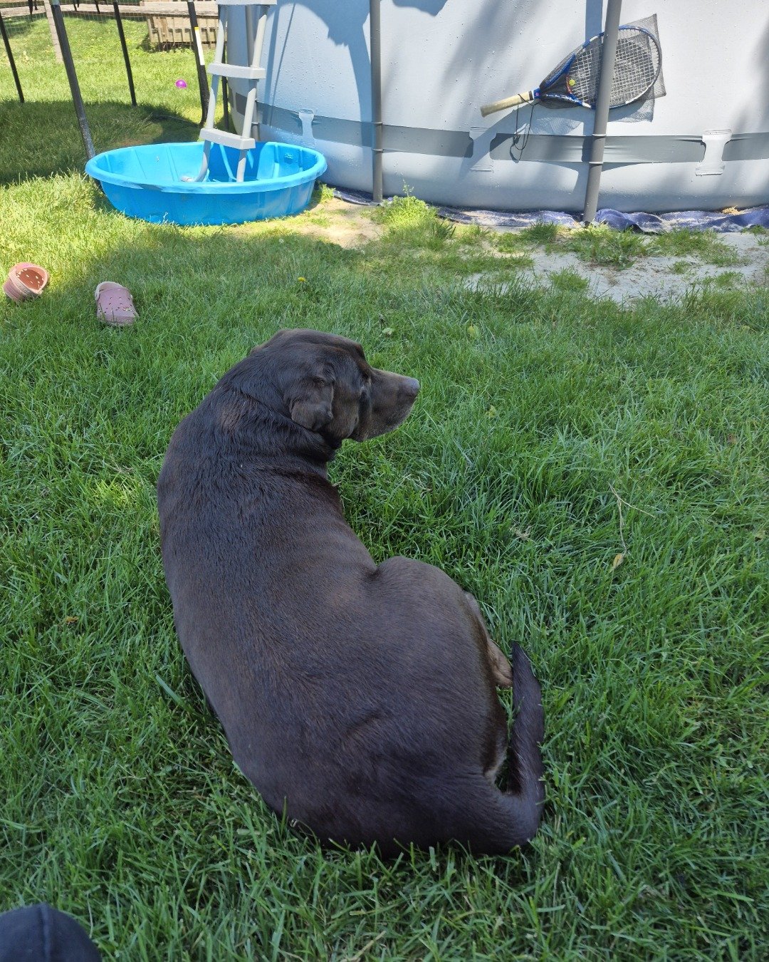 Roscoe the chocolate lab. Grass, Plant, Backyard, Nature, Outdoors, Yard