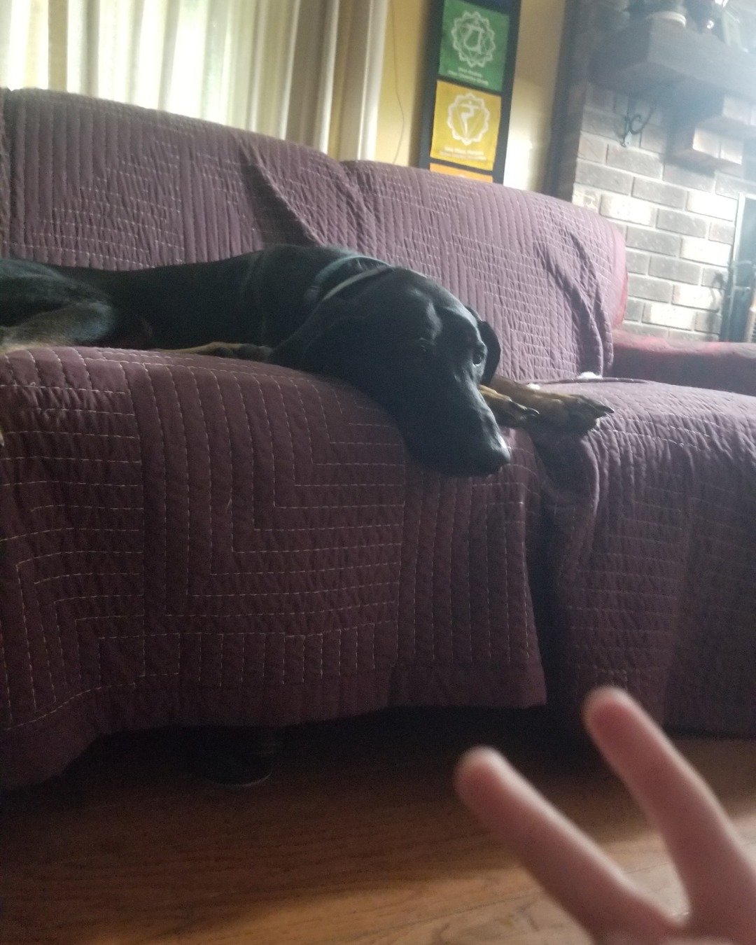 fixet the mix. Couch, Furniture, Cushion, Home Decor, Dog, Puppy