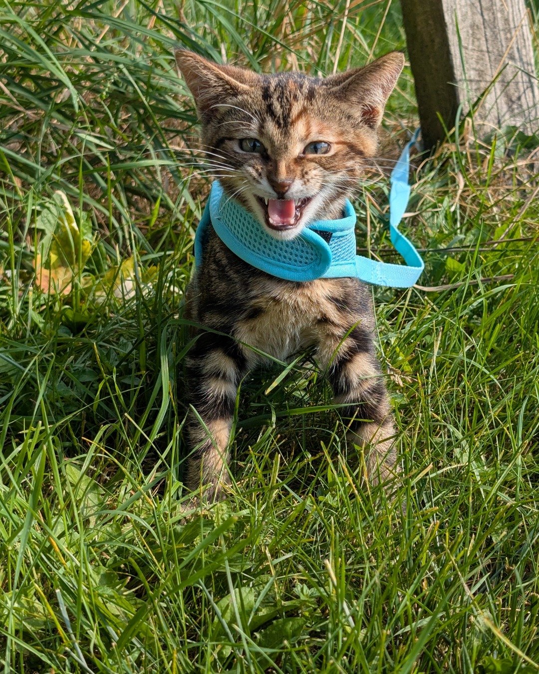 bk the Bengal tabby. Grass, Plant, Accessories, Strap, Green, Field