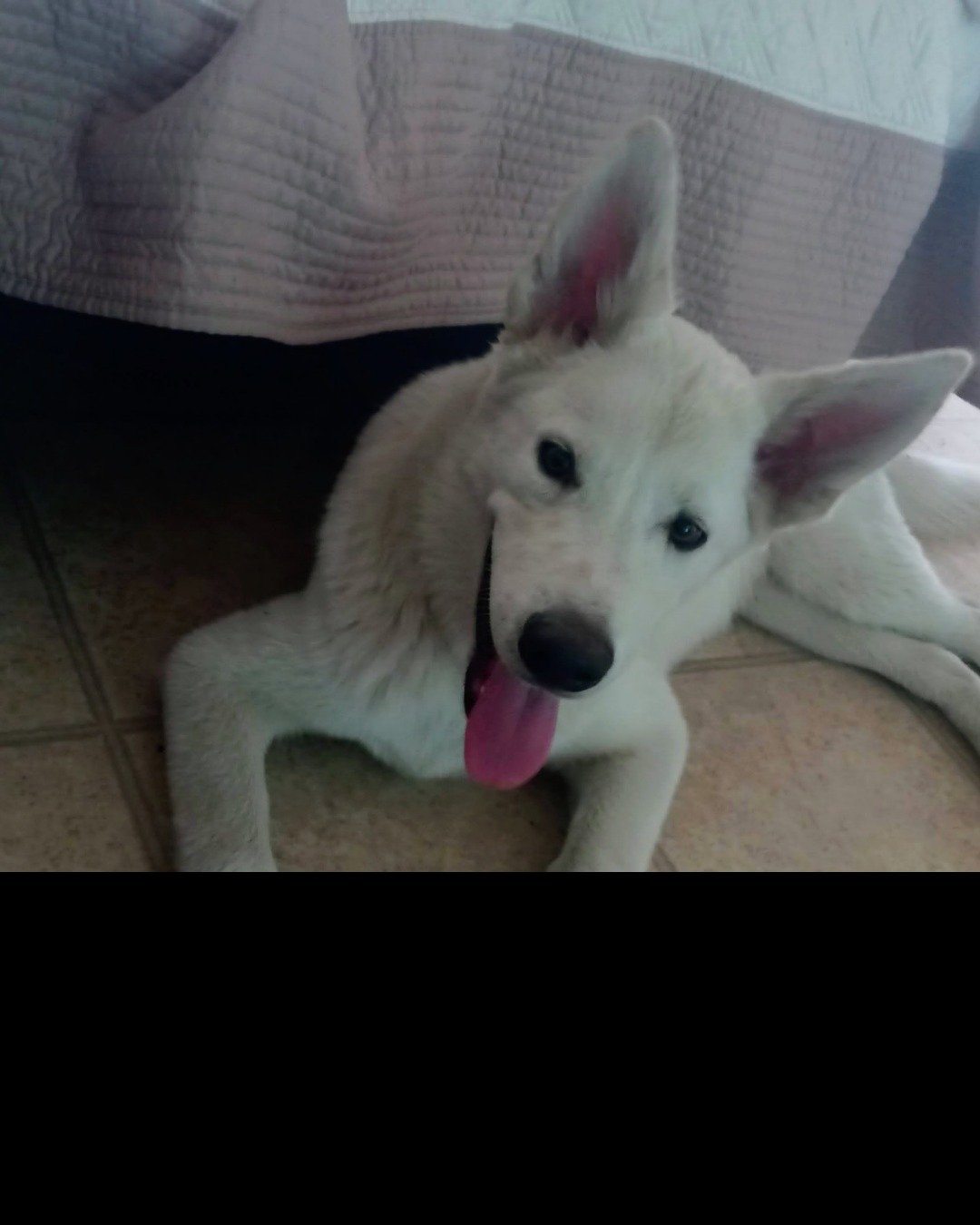 Chopper the White Husky and German shepherd mix. Dog, Husky, Puppy, White Dog