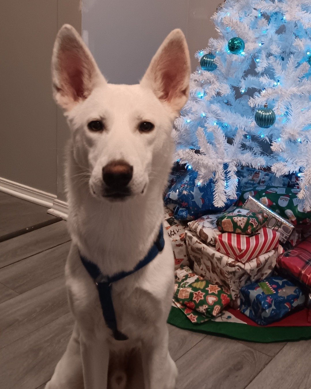 Elton John the German Shepard and Siberian Husky mix. Dog, Husky, White Dog