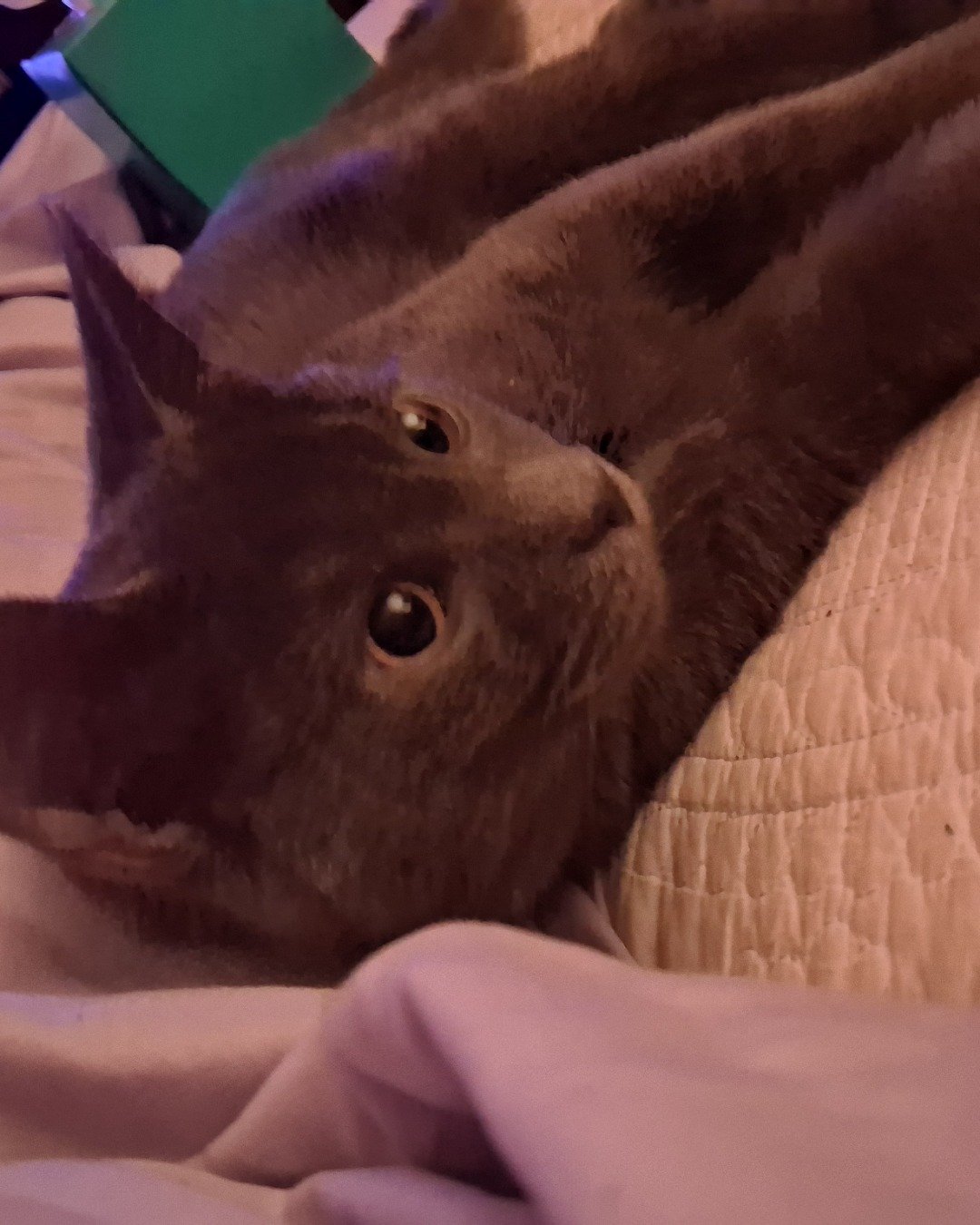 Biscuits the Russian blue. Cat