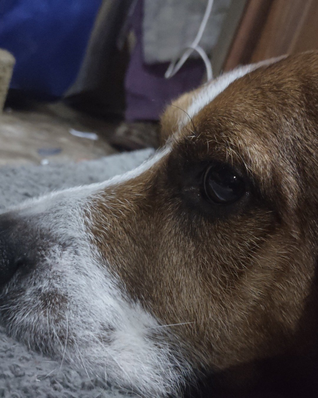 Copper the Labrodoodle pit. Dog, Hound, Beagle