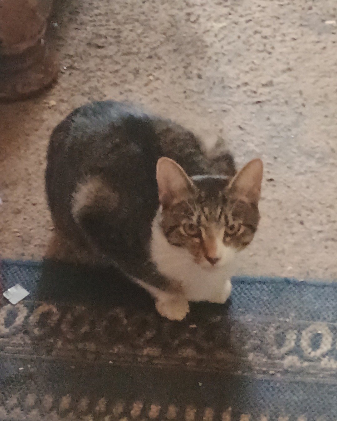 Athena the ???. Cat, Manx, Kitten