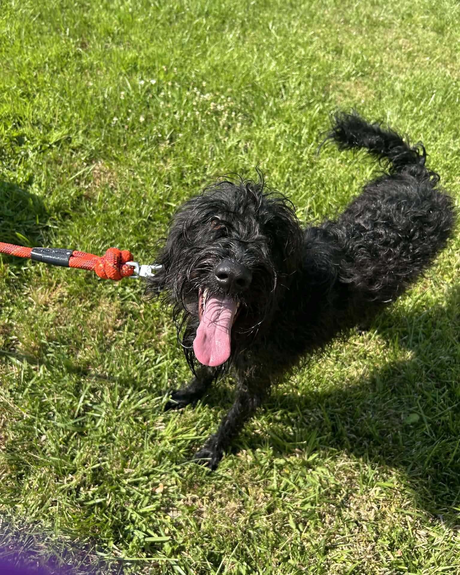 Bellatrix the Airdale/Wire-haired Pointer Griffin. Grass, Plant, Accessories, Strap, Lawn, Dog