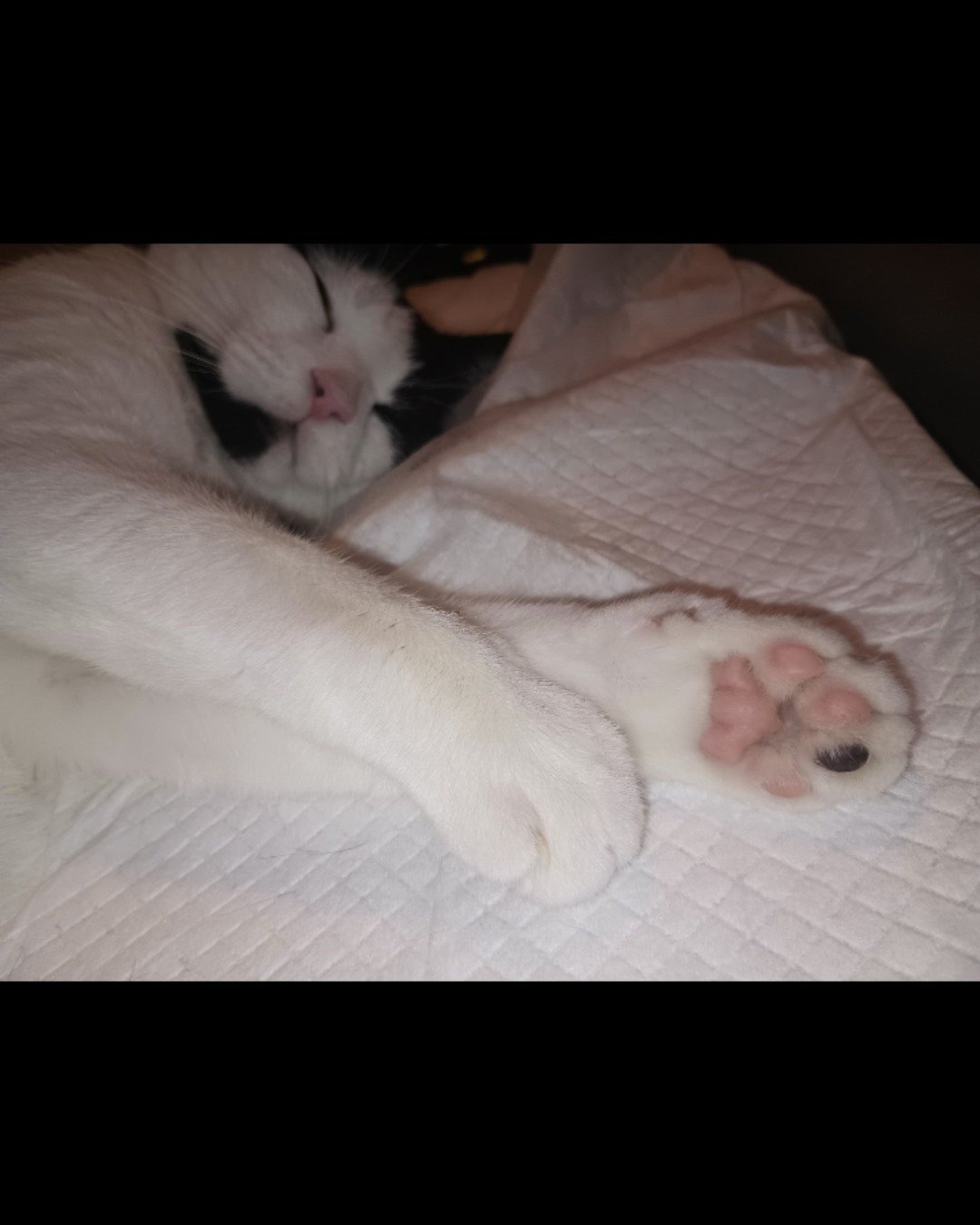 Zeke. Person, Sleeping, Cat, Kitten, Blanket, Indoors