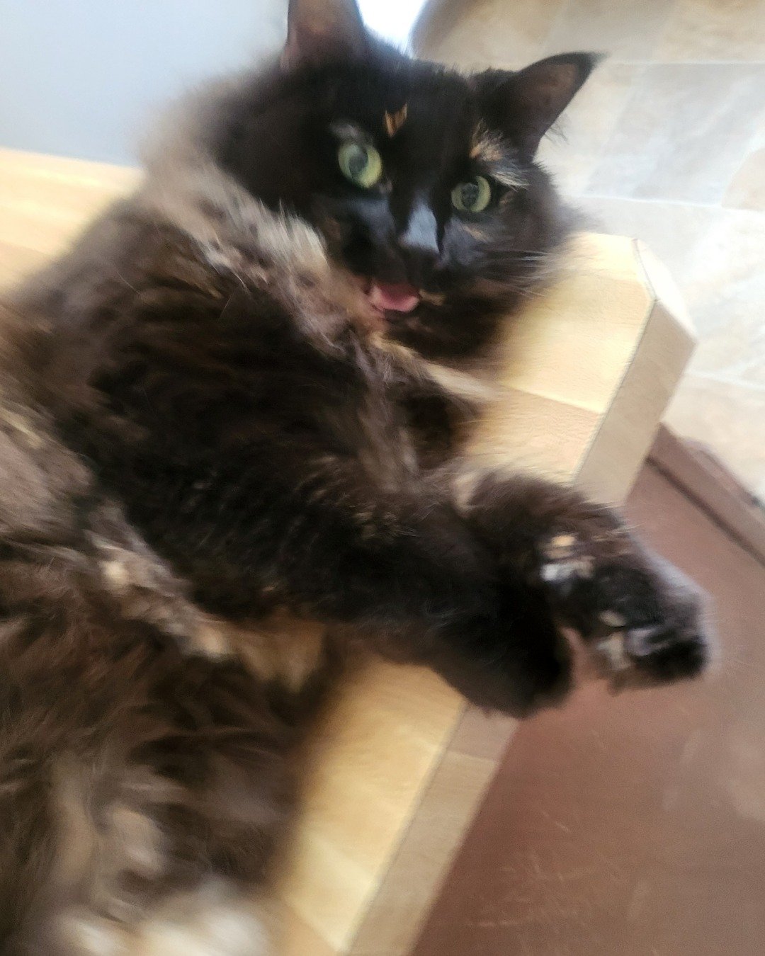Minnie. Cat, Manx, Kitten, Wood