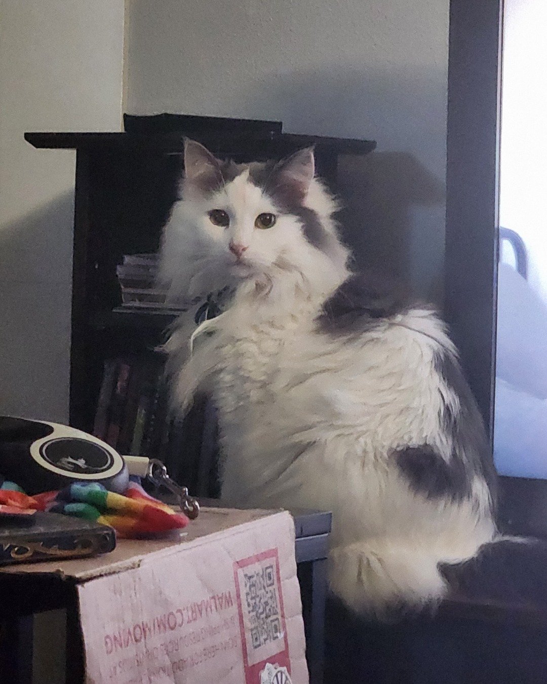 Twinkie the Maine Coon/Ragdoll. Cat, Angora, Furniture