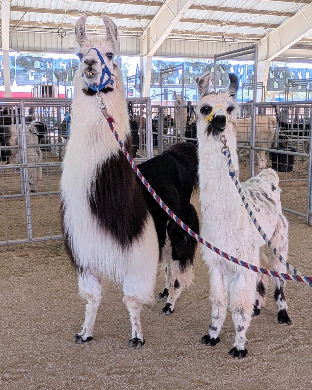 Stanley the Llama. Llama, Person, Horse