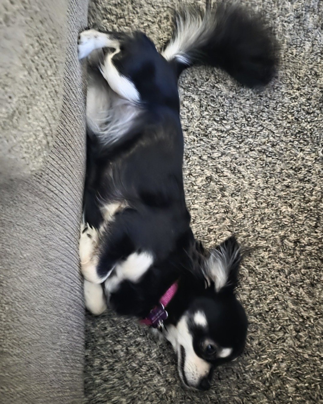 Mango 🥭 the Chihuahua. Dog, Puppy, Person, Sleeping, Couch, Furniture