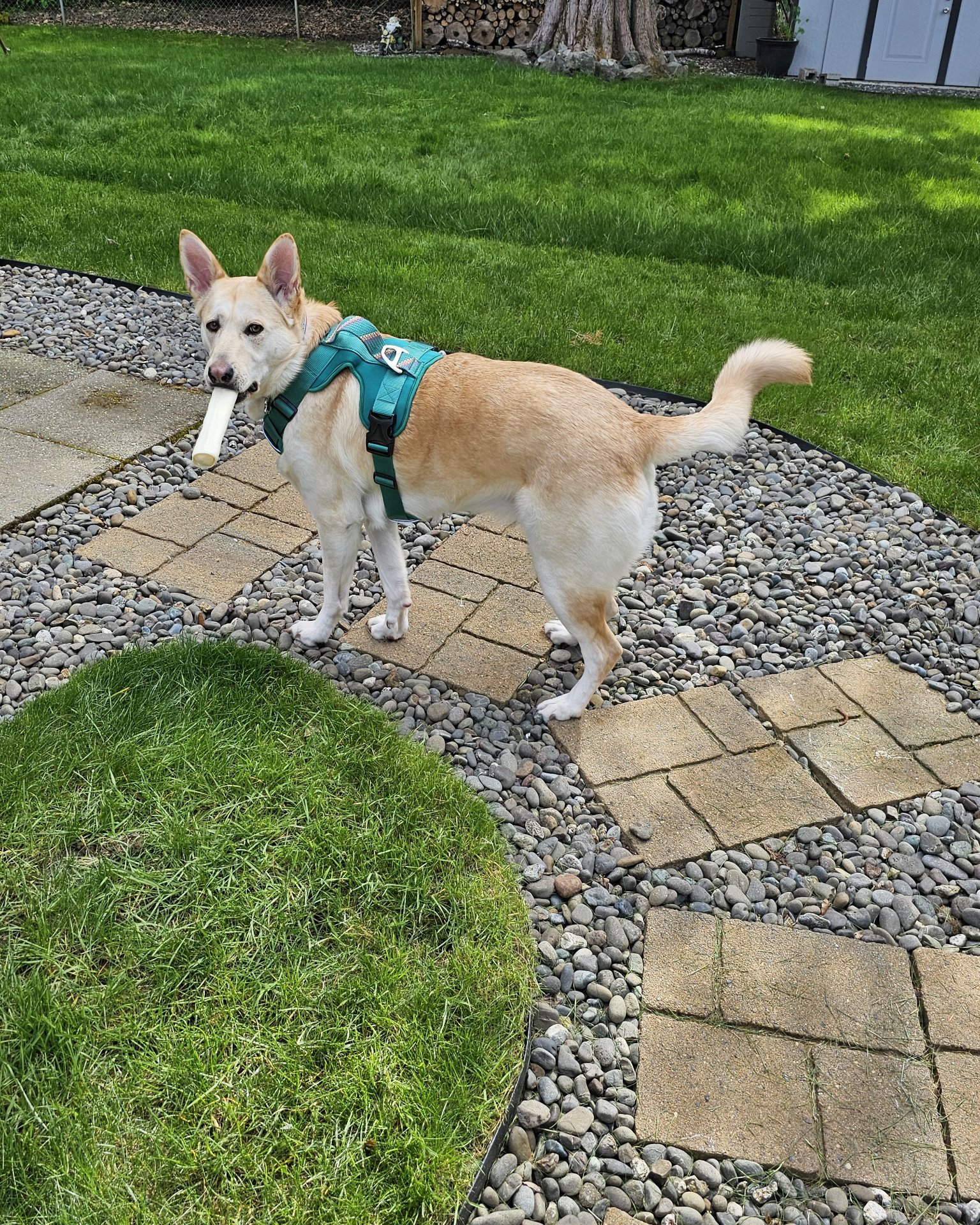 Bella the Labsky. Path, Walkway, Accessories, Strap, Grass, Plant