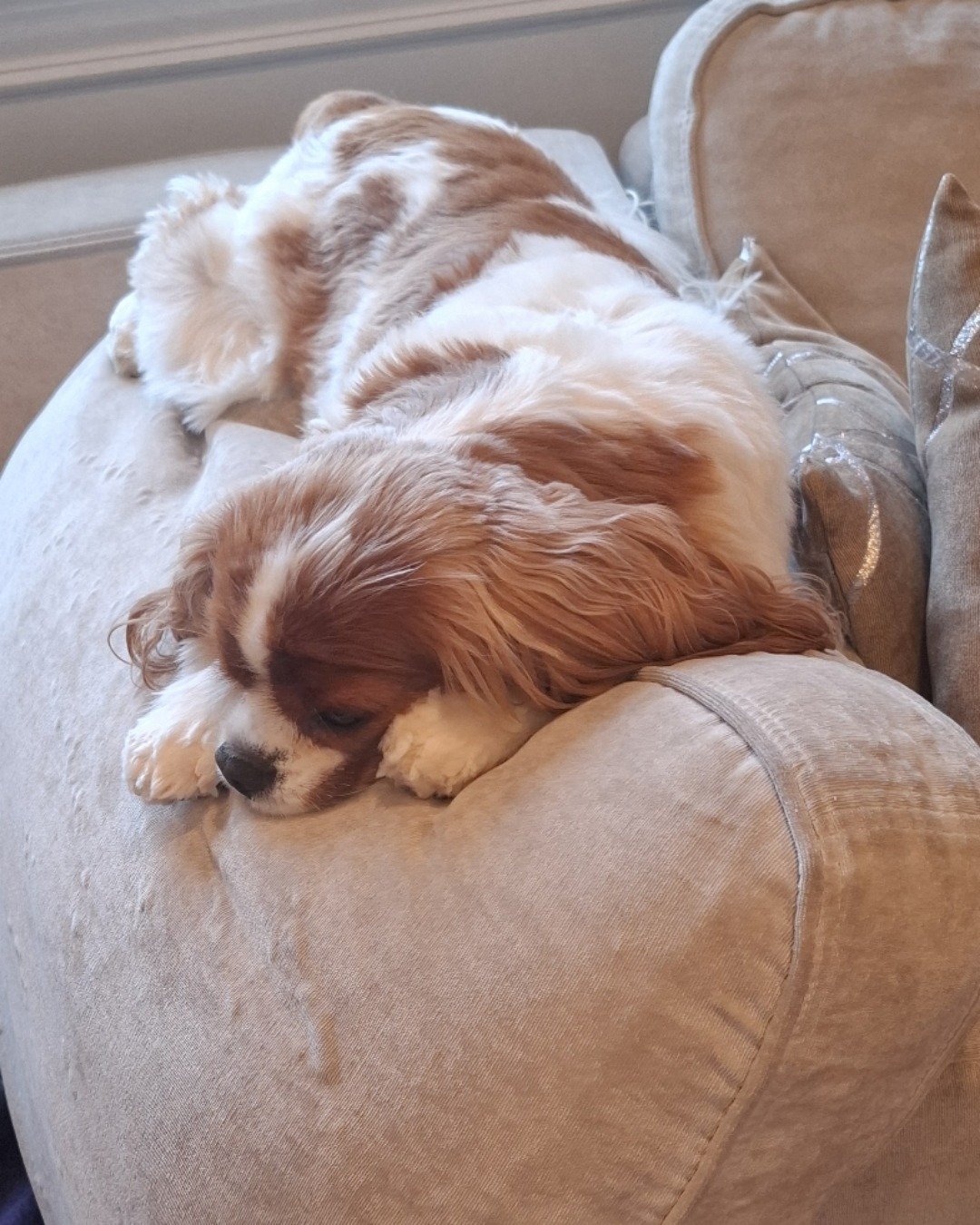 Arya the Cavalier King Charles Spaniel. Dog, Puppy, Furniture