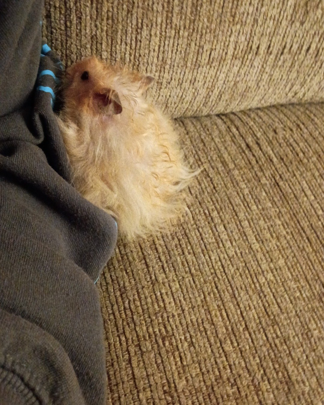 Alex the golden hamster. Couch, Furniture, Rat, Rodent