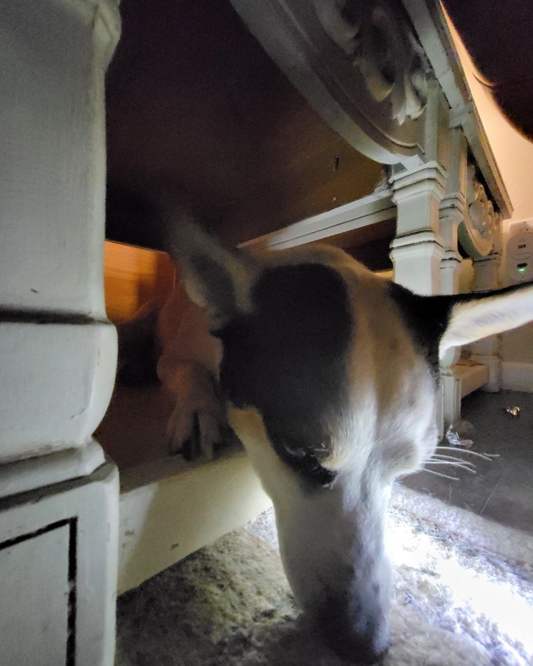 Billy the 1/4 Chihuahua 3/4 Queensland healer. Dog, Hound, Puppy, Cat