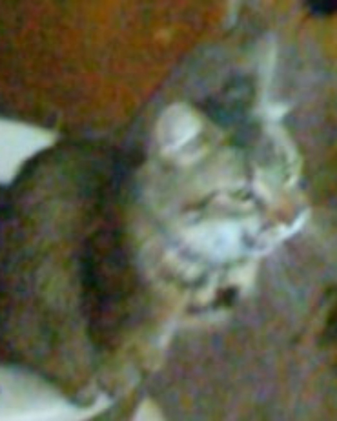 heanita the tabby. Abyssinian, Cat, Plant