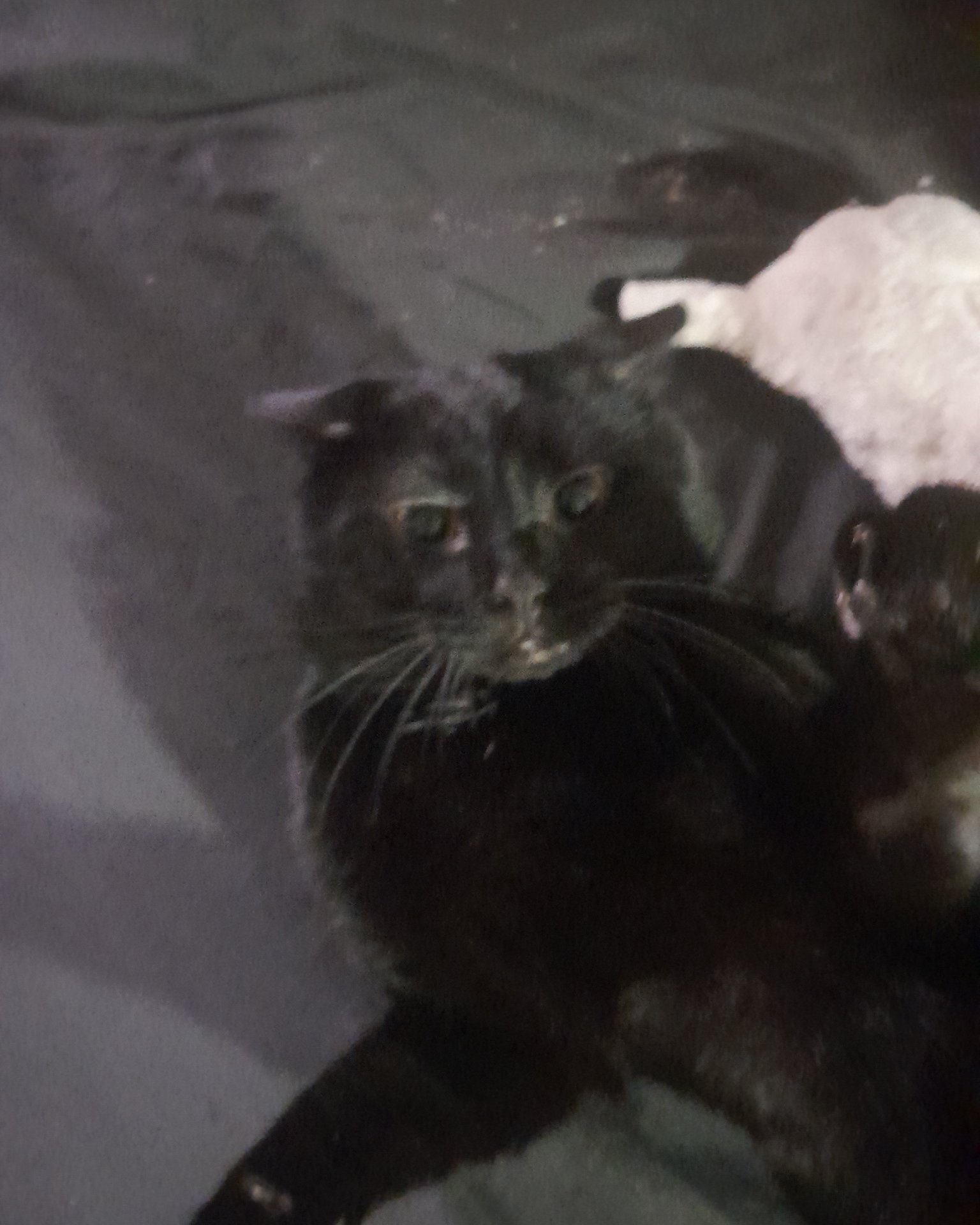 Midnight the black cat. Black Cat, Cat