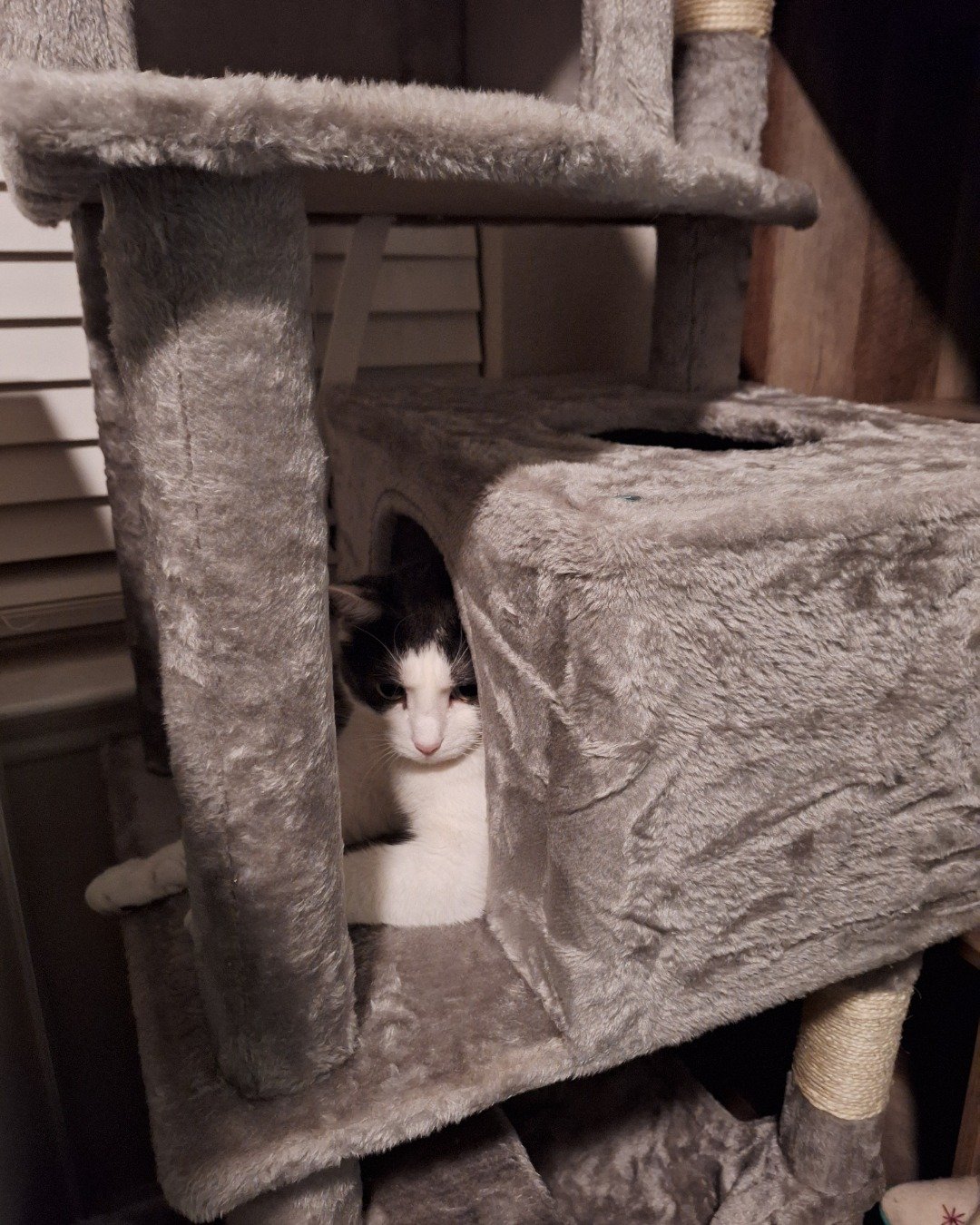 Cloudfur the American Shorthair. Wood, Furniture, Cat, Kitten