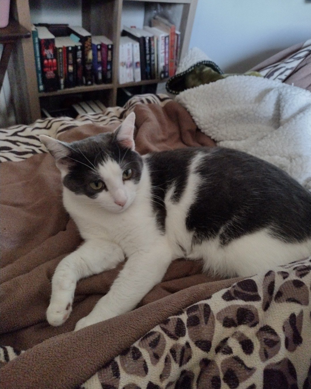 Cloudfur the American Shorthair. Furniture, Couch, Blanket, Cat, Indoors, Cushion