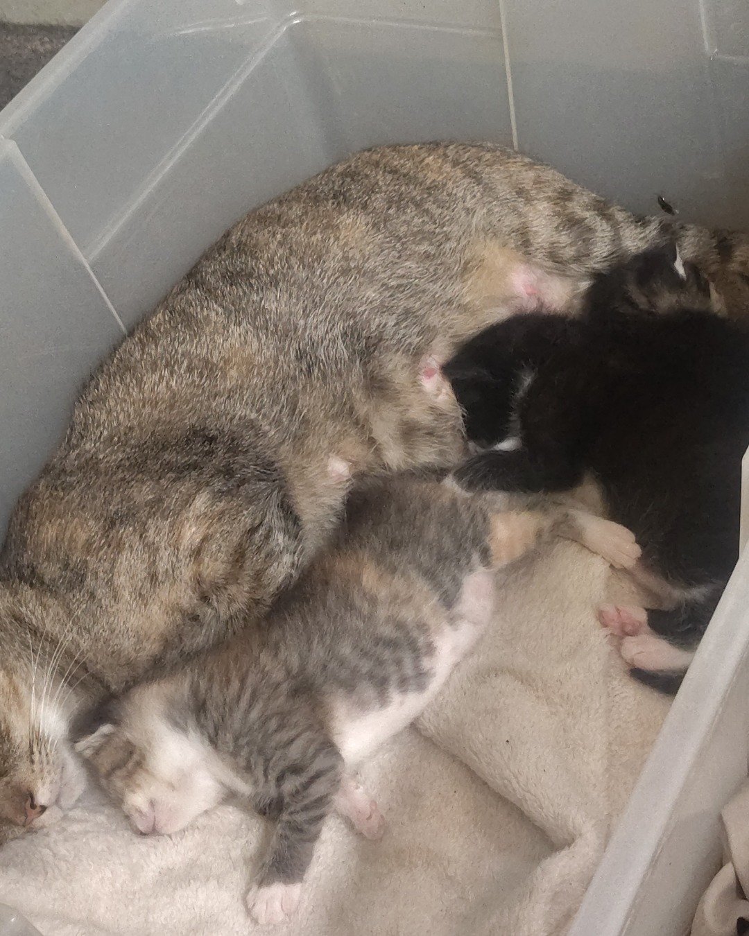 China the tabby. Cat, Kitten, Person, Sleeping