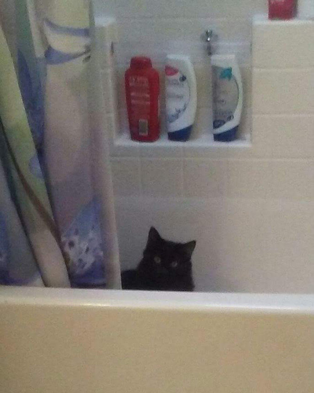 Sylvester the Unsure. Bathing, Tub, Bathtub, Person, Cat