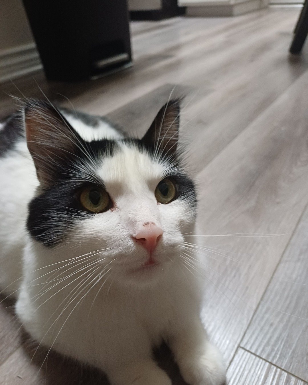 Manchhas the Tuxedo. Floor, Flooring, Hardwood, Wood, Cat, Kitten