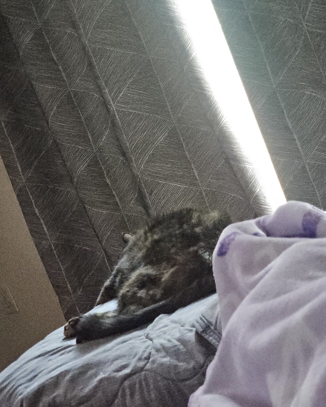 Snickers the fat. Couch, Furniture, Cushion, Home Decor, Person, Sleeping
