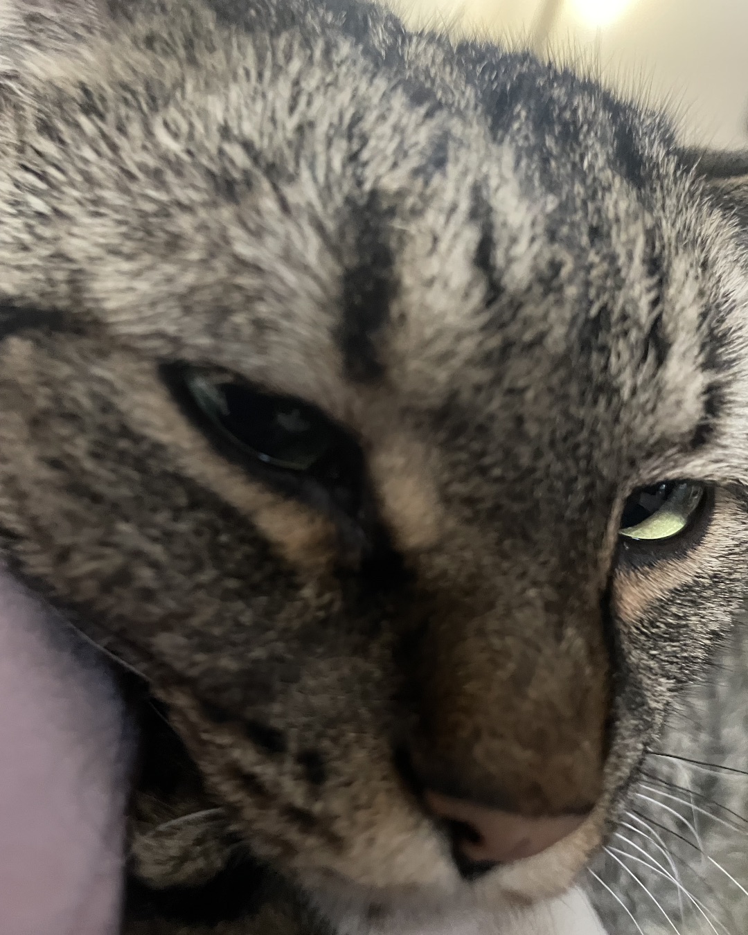 ReyRey — Abyssinian, Cat