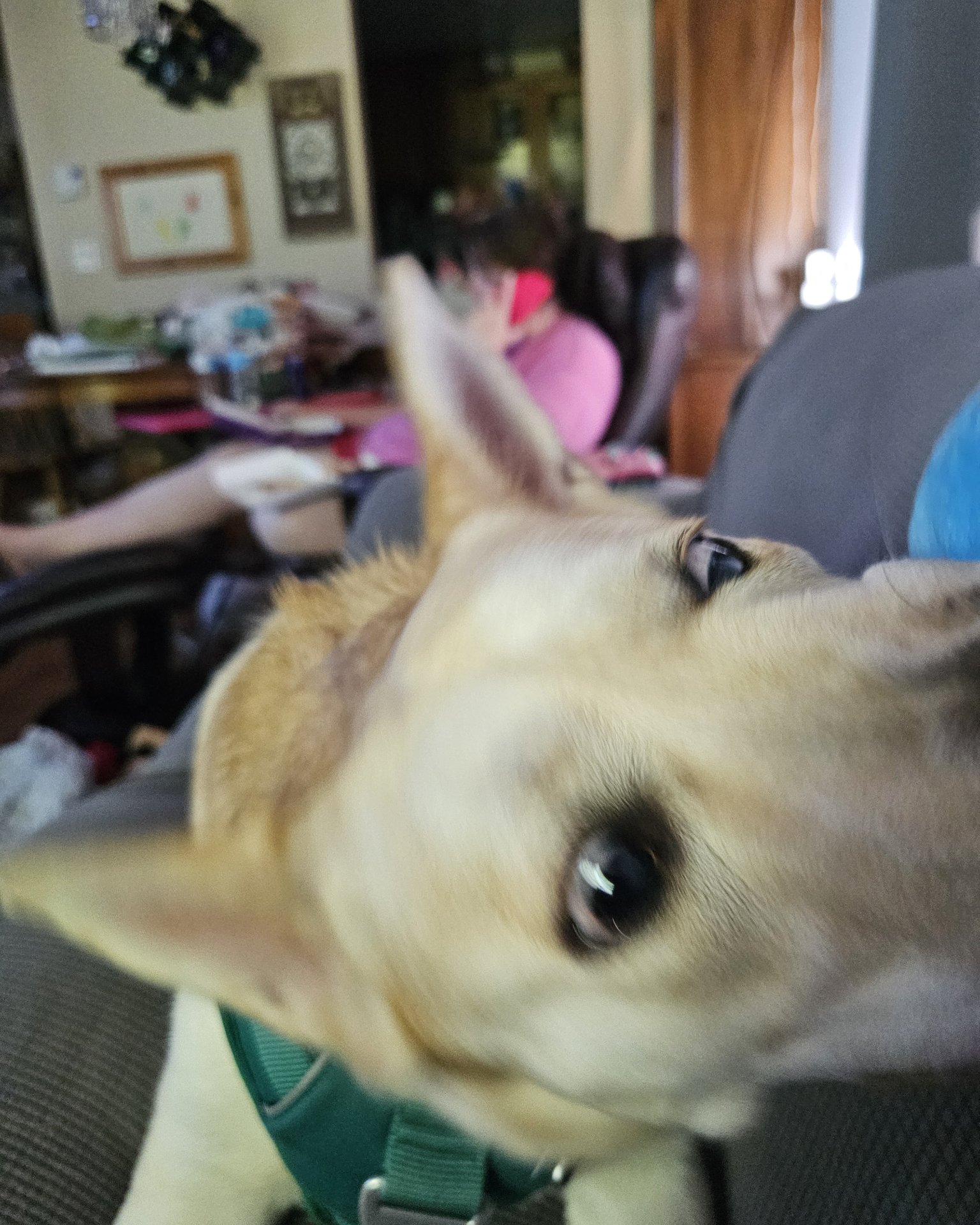 Bella the Labsky. Dog, Puppy, Couch, Furniture, Indoors, Interior Design