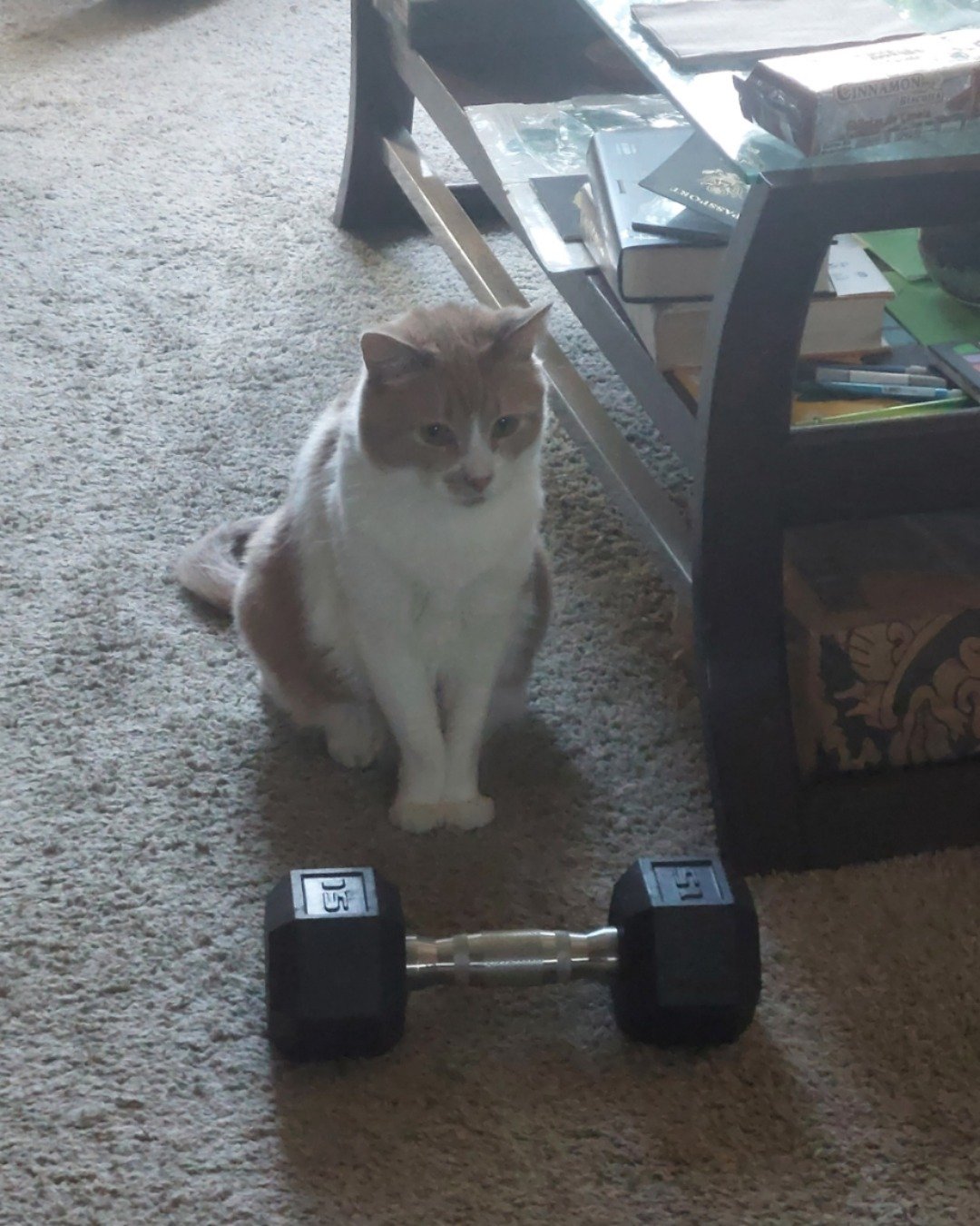 Mouse. Cat, Fitness, Gym, Sport, Working Out