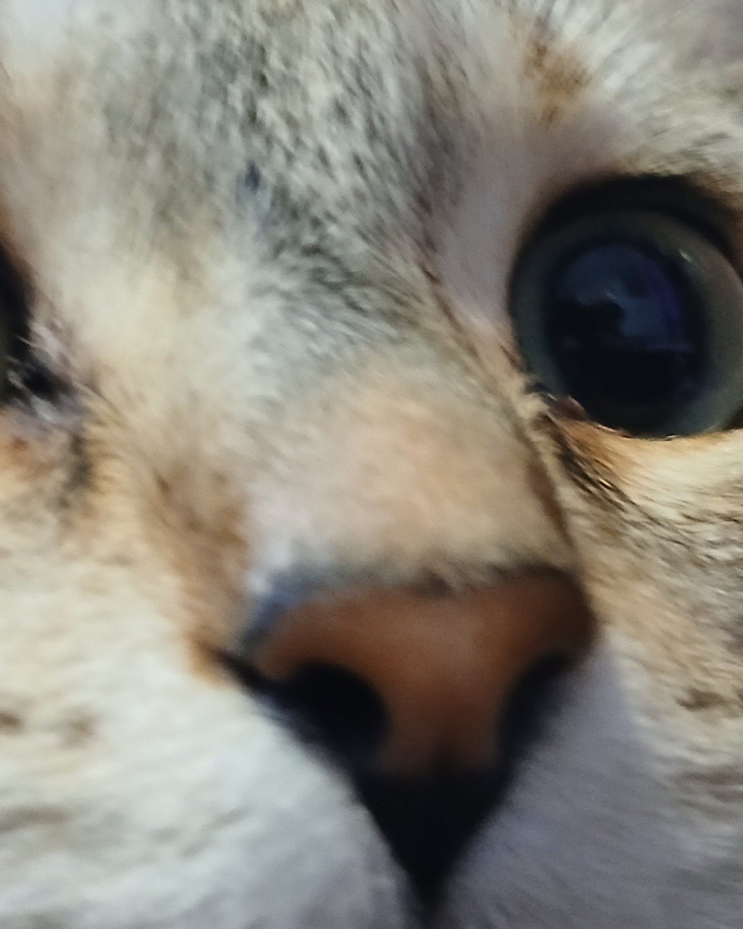 Vanilla Bean Von schweetz the Unknown. Cat, Kitten