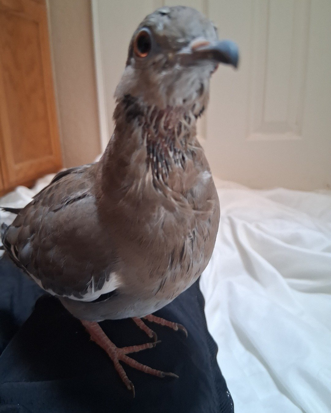 Derek the white tipped dove. Bird, Beak, Pigeon, Dove