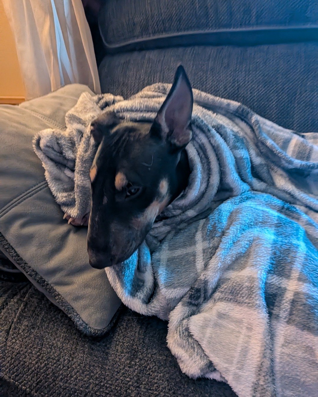 Apache the bull terrier. Blanket, Dog