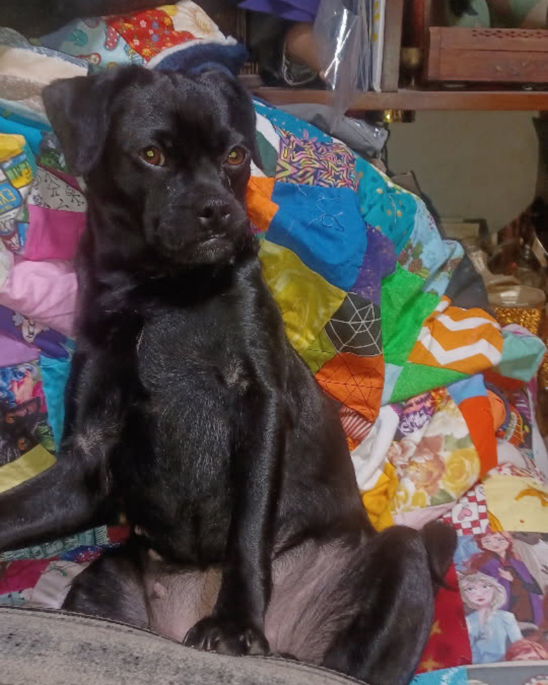 aveil and Neriah the pugzu. Dog, Puppy, Quilt, Person, Labrador Retriever