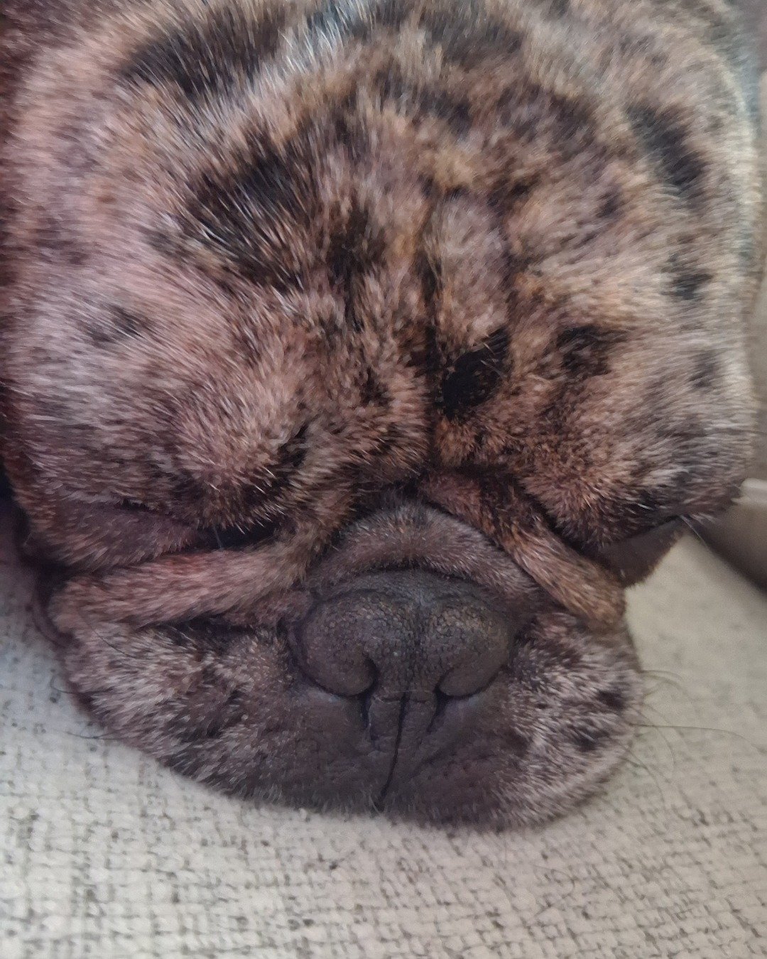 Porkchop the frenchton. Dog, Puppy, Snout