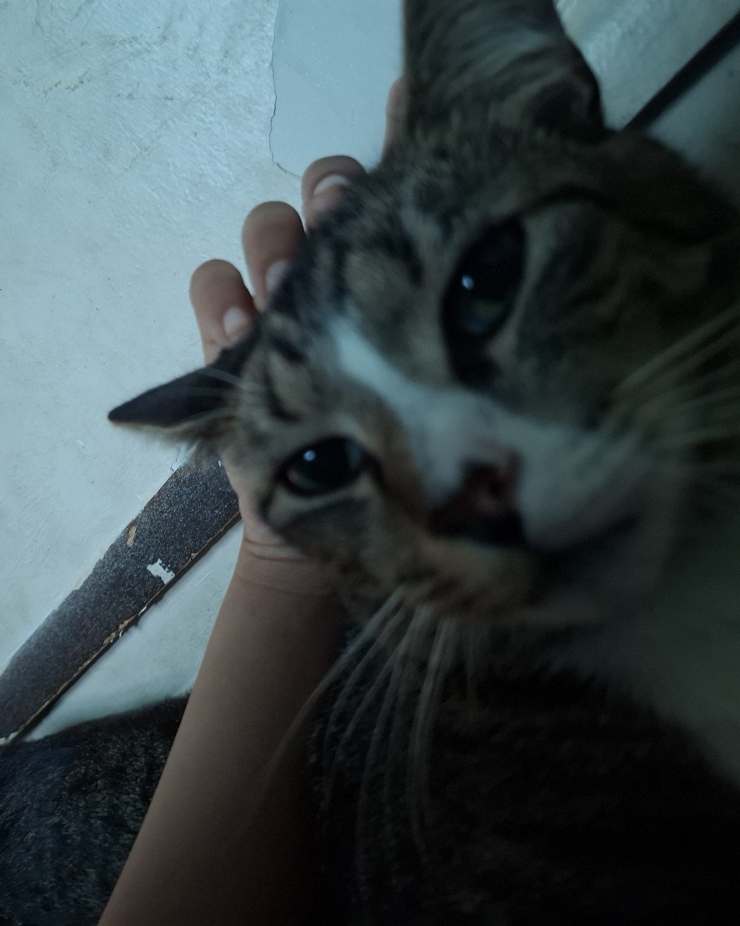 zenth. Cat, Kitten, Person, Abyssinian