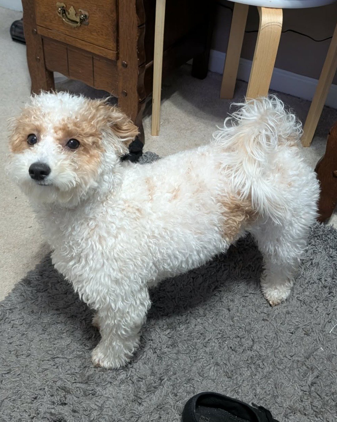 Honey Bun the Bichpoo. Dog, Puppy, Poodle