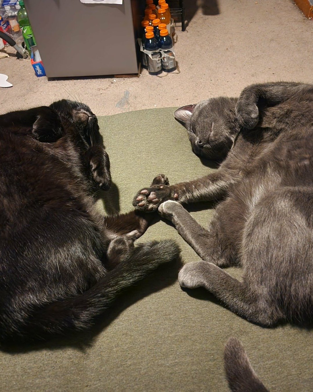 Happy, Rick, and Unity together. Couch, Furniture, Dog, Person, Sleeping, Cat