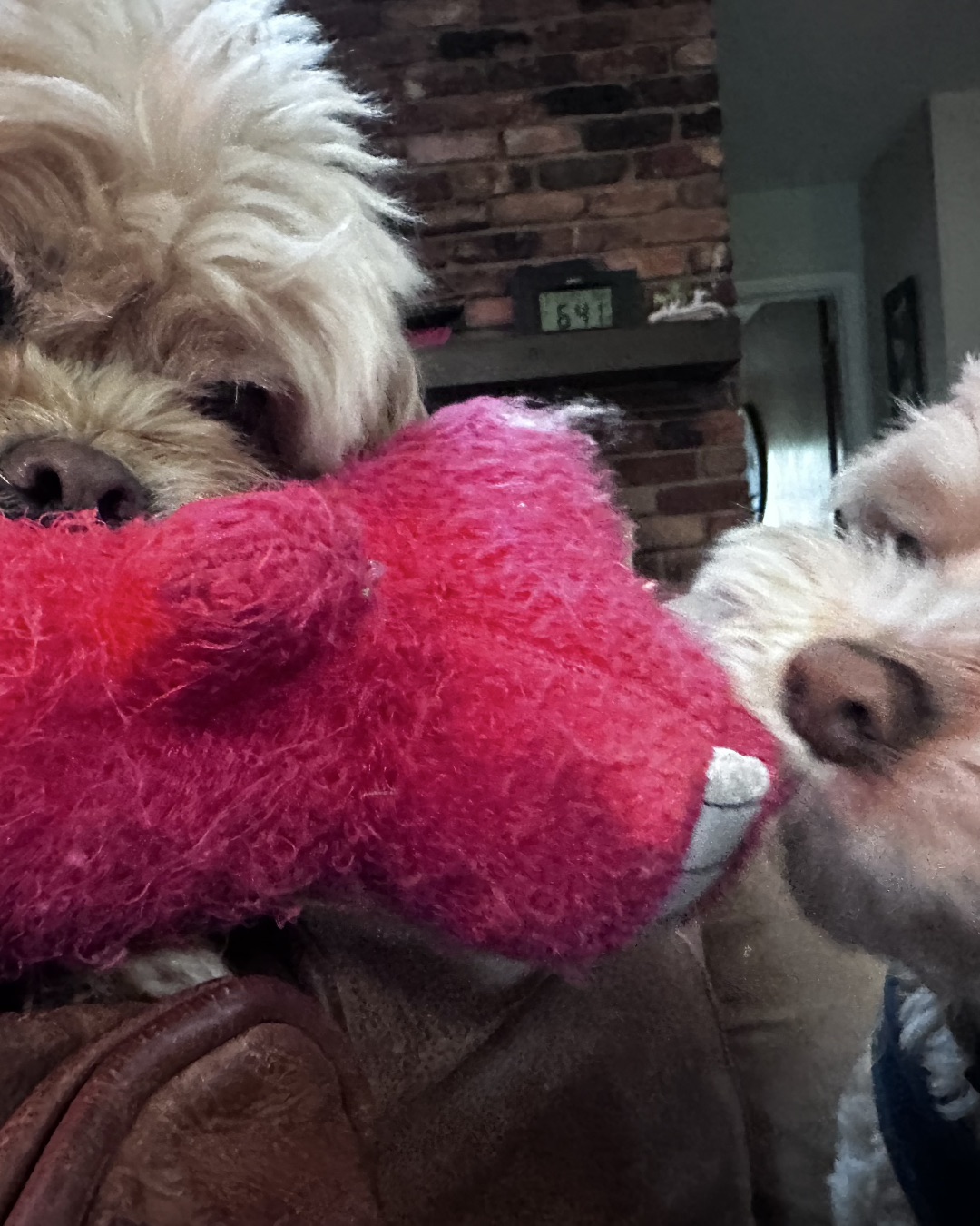 Chewie the Peekapoo — Dog, Puppy, Couch, Furniture, White Dog, Person