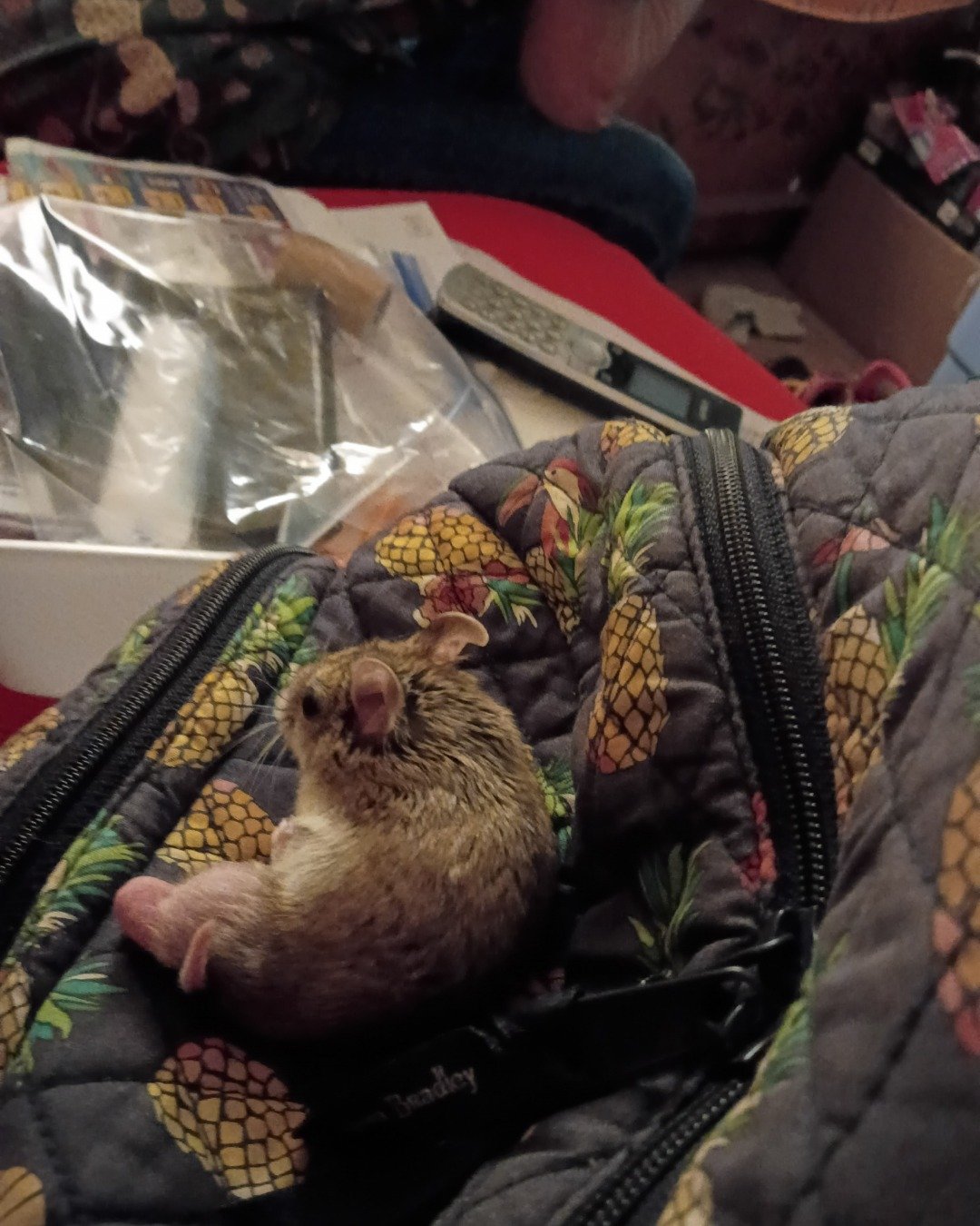 sam the cambell dwarf hamster. Rat, Rodent