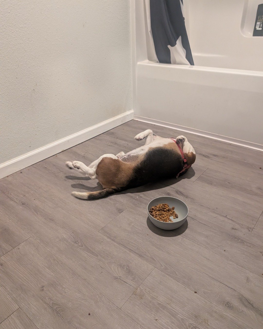 Dudz the beagle. Floor, Indoors, Interior Design, Dog, Flooring, Hound
