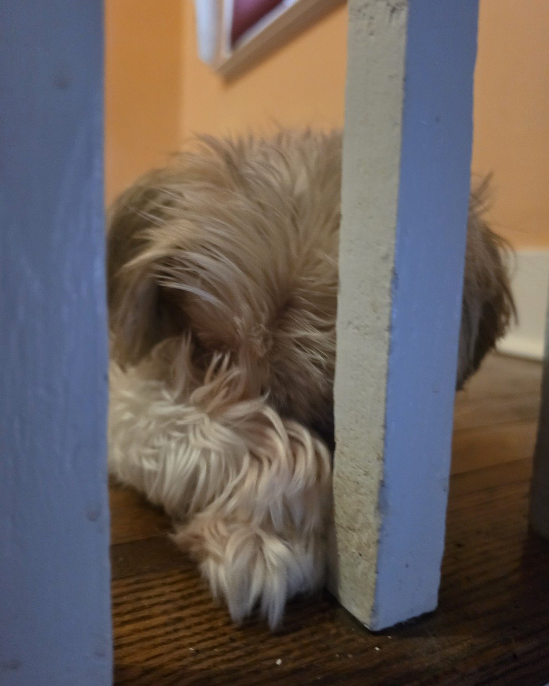 Kaylee Marie the Shih Tzu. Dog, Puppy, Wood, Terrier