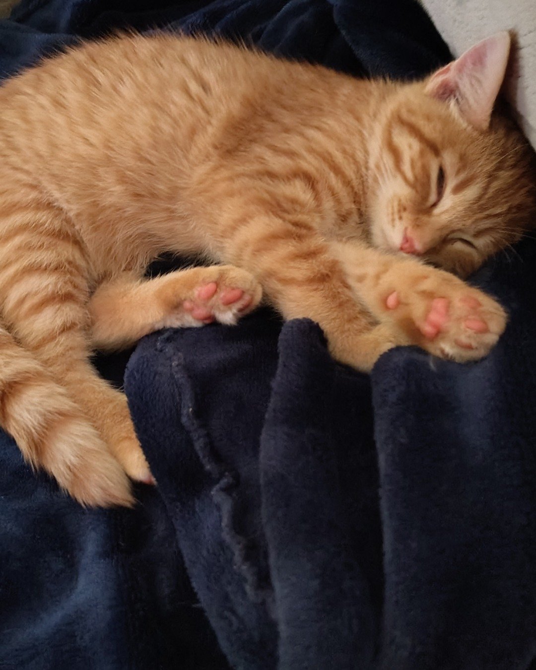 Pumpkin the Ginger. Blanket, Cat, Kitten, Person, Sleeping