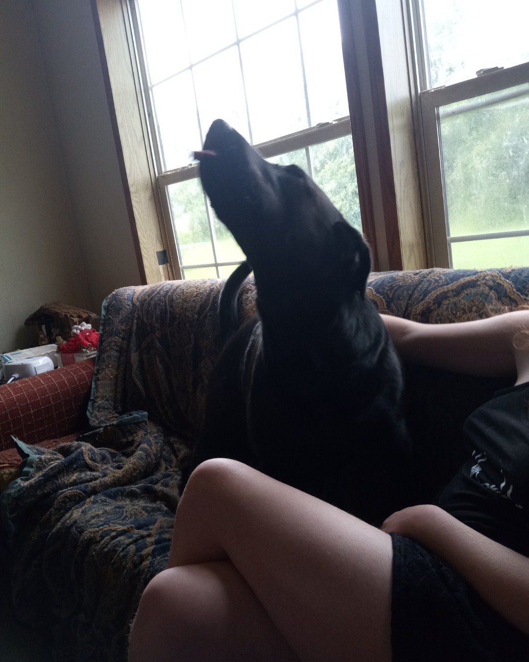 Titan the black Lab. Couch, Furniture, Dog, Puppy, Architecture, Building