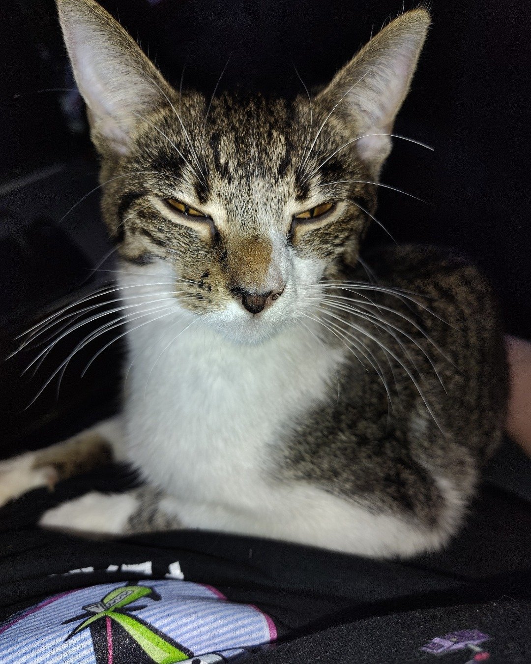 Athena. Abyssinian, Cat
