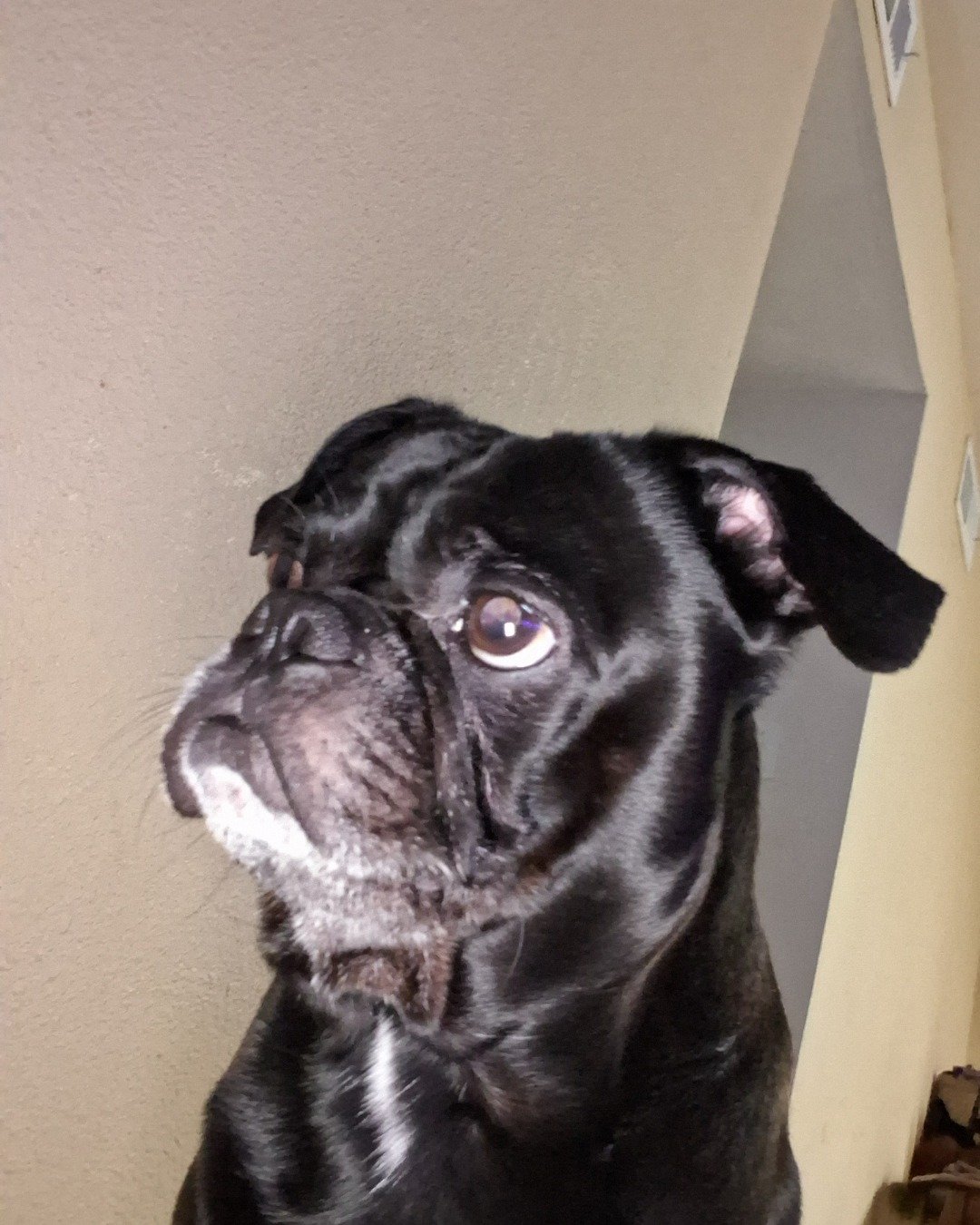 Biggie Big Pig the Pug. Dog, Pug