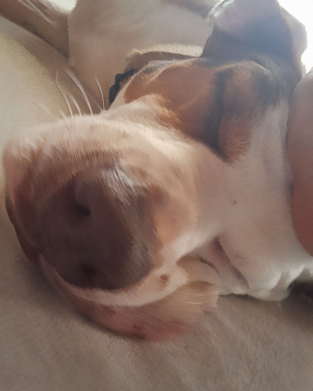 Daisy the Australian shepherd pit bull mix. Dog, Hound, Person, Sleeping, Snout, Puppy