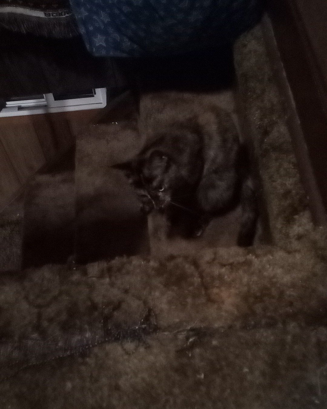Gizmo. Home Decor, Dog, Cat