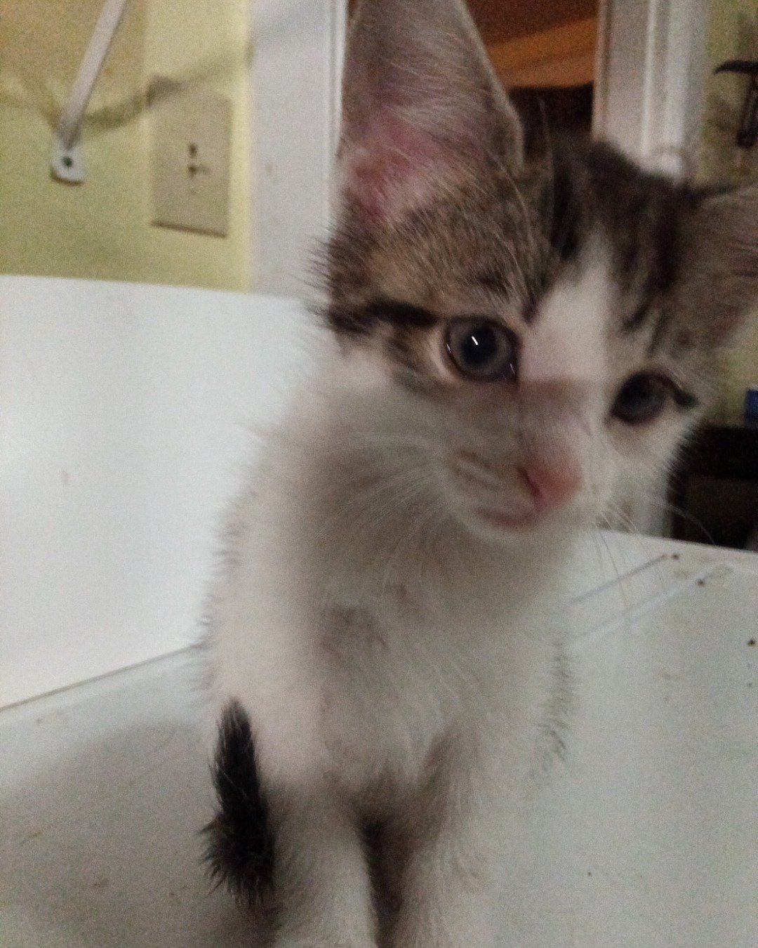 this is butter 🧈 the cat. Cat, Kitten