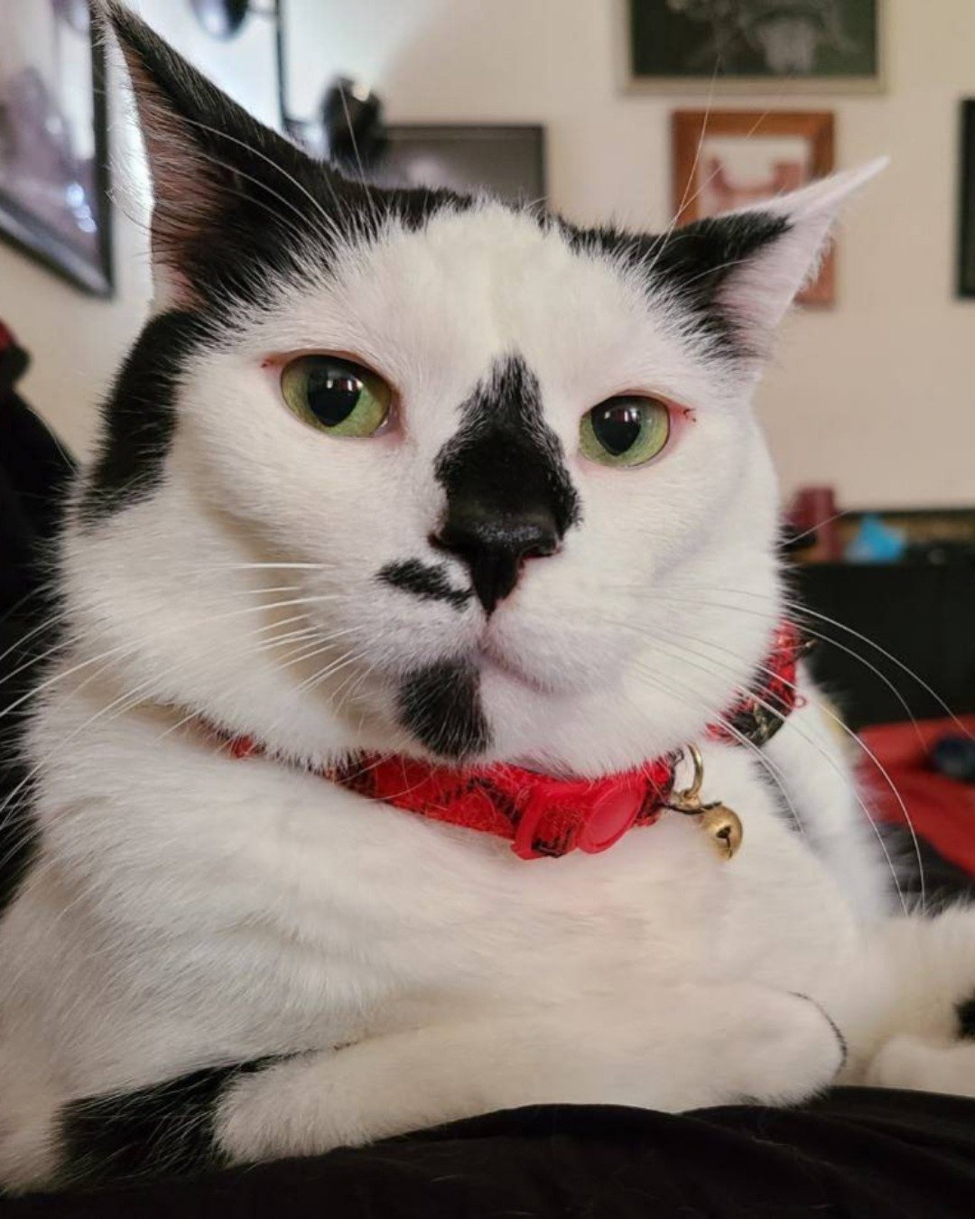 Mr. Simon the moo cow. Cat, Accessories